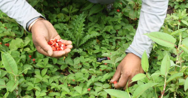 An individual harvesting ripe berries from a field on a sunny day.