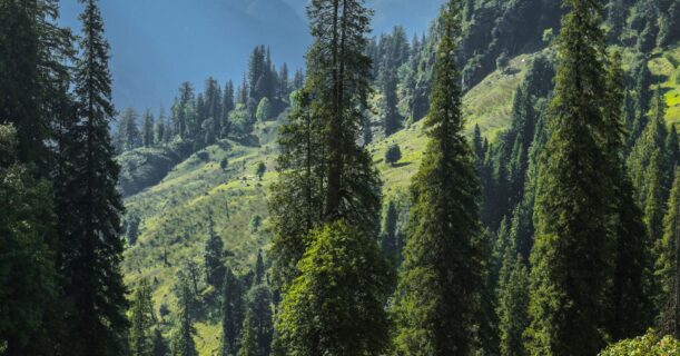 Beautiful landscape of mountains, trees, and greenery.