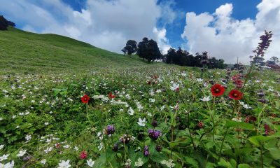 Beautiful Flowers valley at Bhrigu Lake Trek