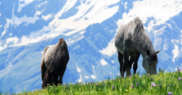 Scenic view of two horses grazing in front of a majestic mountain.