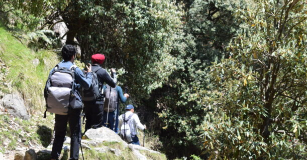 Trekkers walking along a forested path with lush greenery and trees overhead