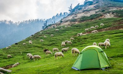 Large Group Of Sheeps Eating Grass on Mountains at Kareri Lake Trek