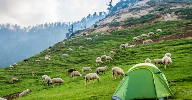 Large Group Of Sheeps Eating Grass on Mountains at Kareri Lake Trek
