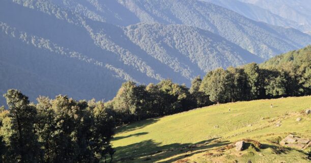 Expansive green meadow surrounded by dense oak and rhododendron forests on the Nag Tibba trek route.