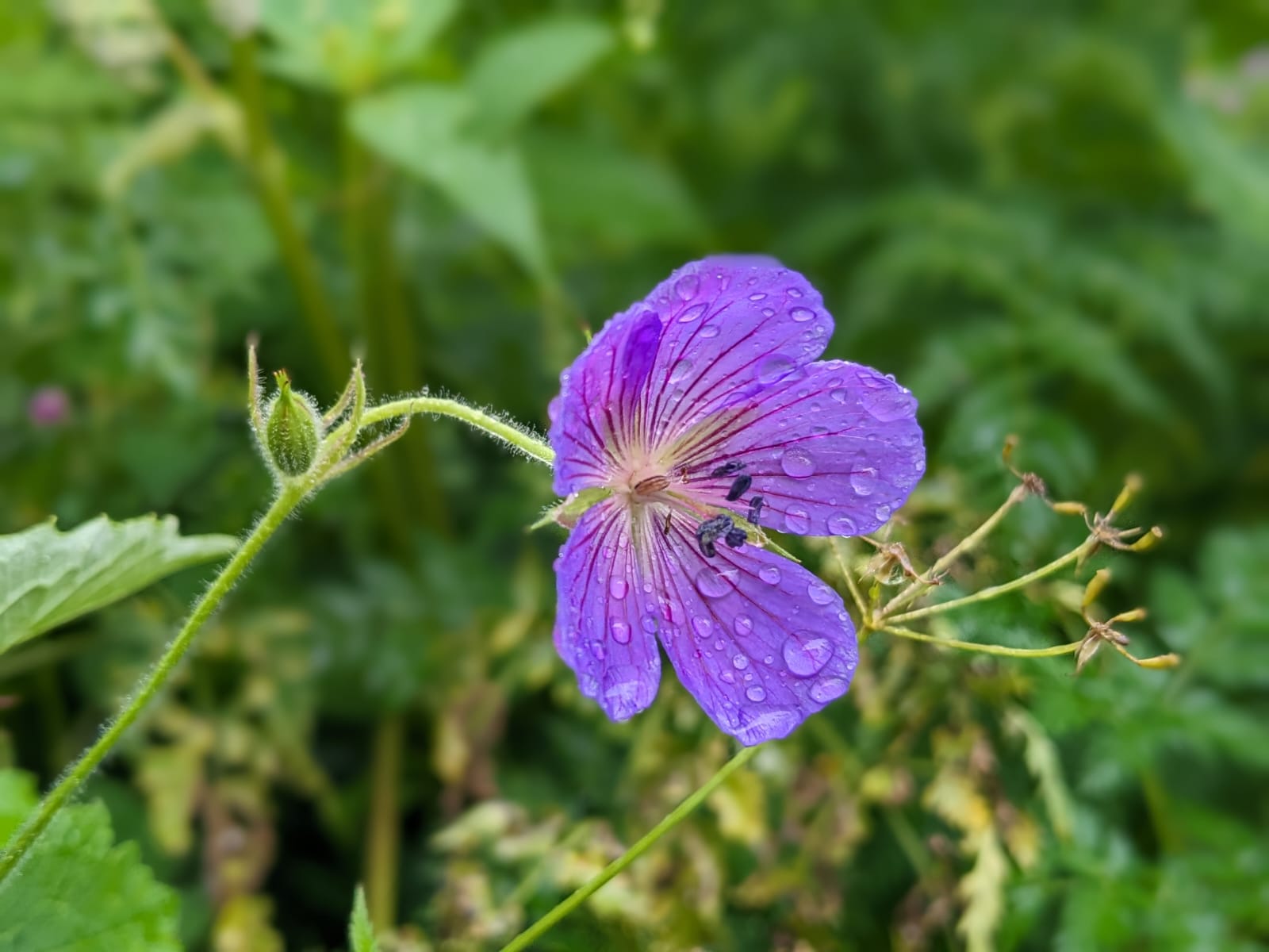 Colorful alpine flora