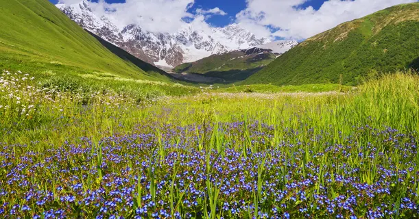 Himalayan bloom field