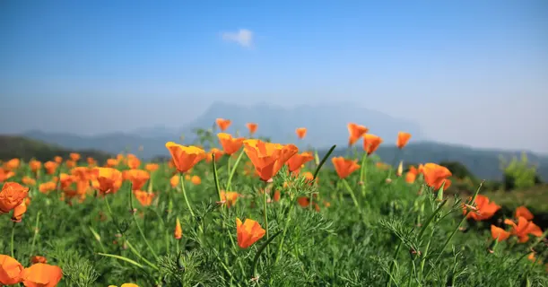 Orange wildflowers bloom