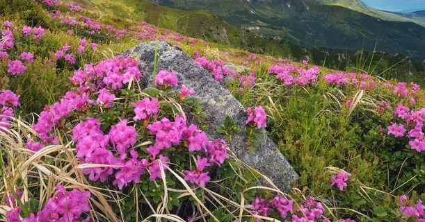 Valley flowers view