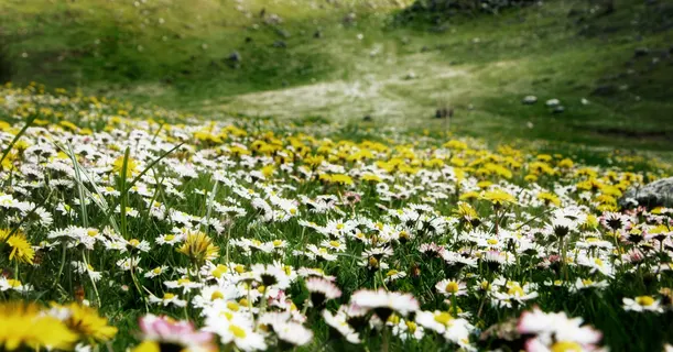 Uttarakhand flower valley