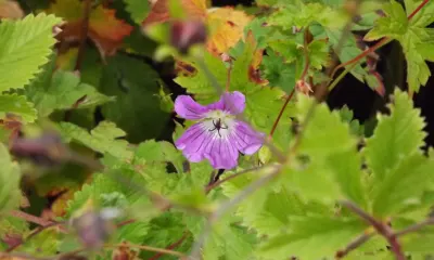 Purple wildflower bloom