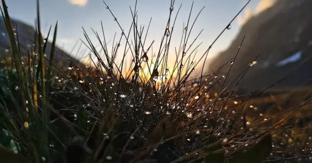 Close-up of dew-covered grass with sunrise light reflecting through the droplets in the Himalayas.