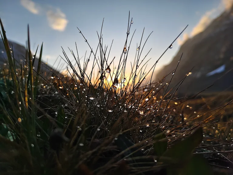 Close-up of dew-covered grass with sunrise light reflecting through the droplets in the Himalayas.