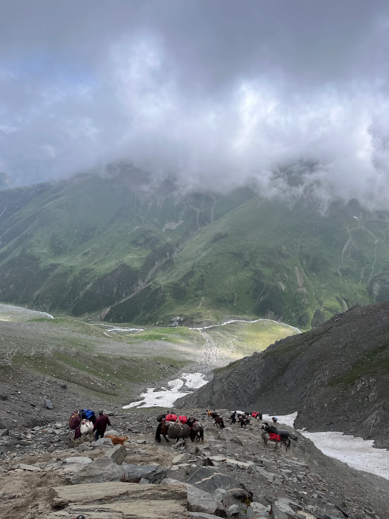 Mules on the Pin Bhaba trek trail