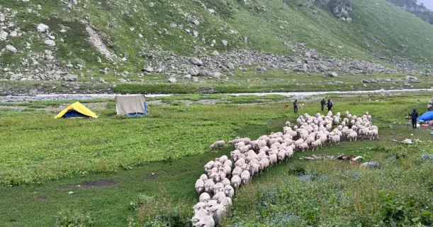 Campsite in Bhaba Valley with grazing sheep on the Pin Bhaba Pass trek route