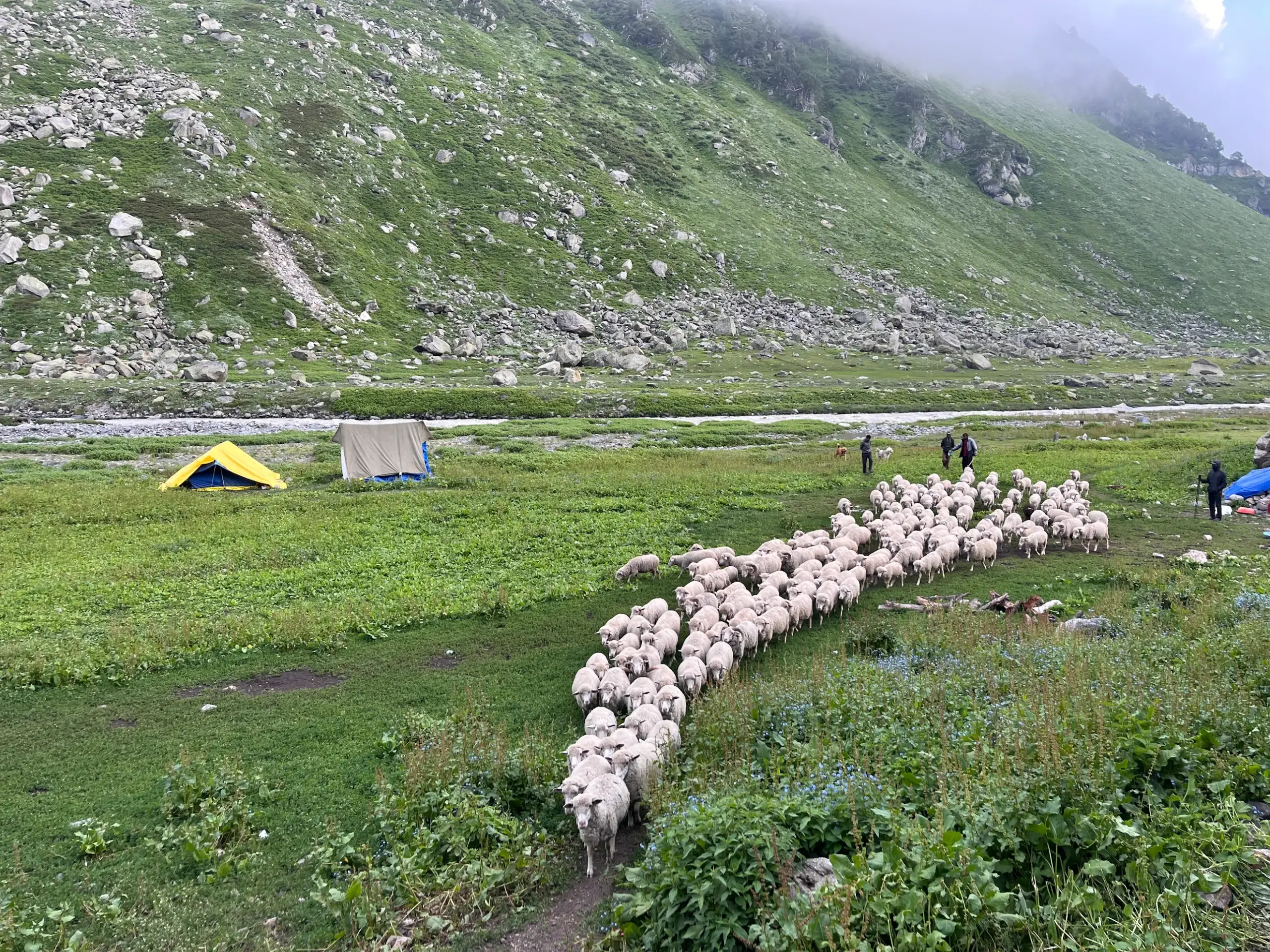 Campsite in Bhaba Valley with grazing sheep on the Pin Bhaba Pass trek route