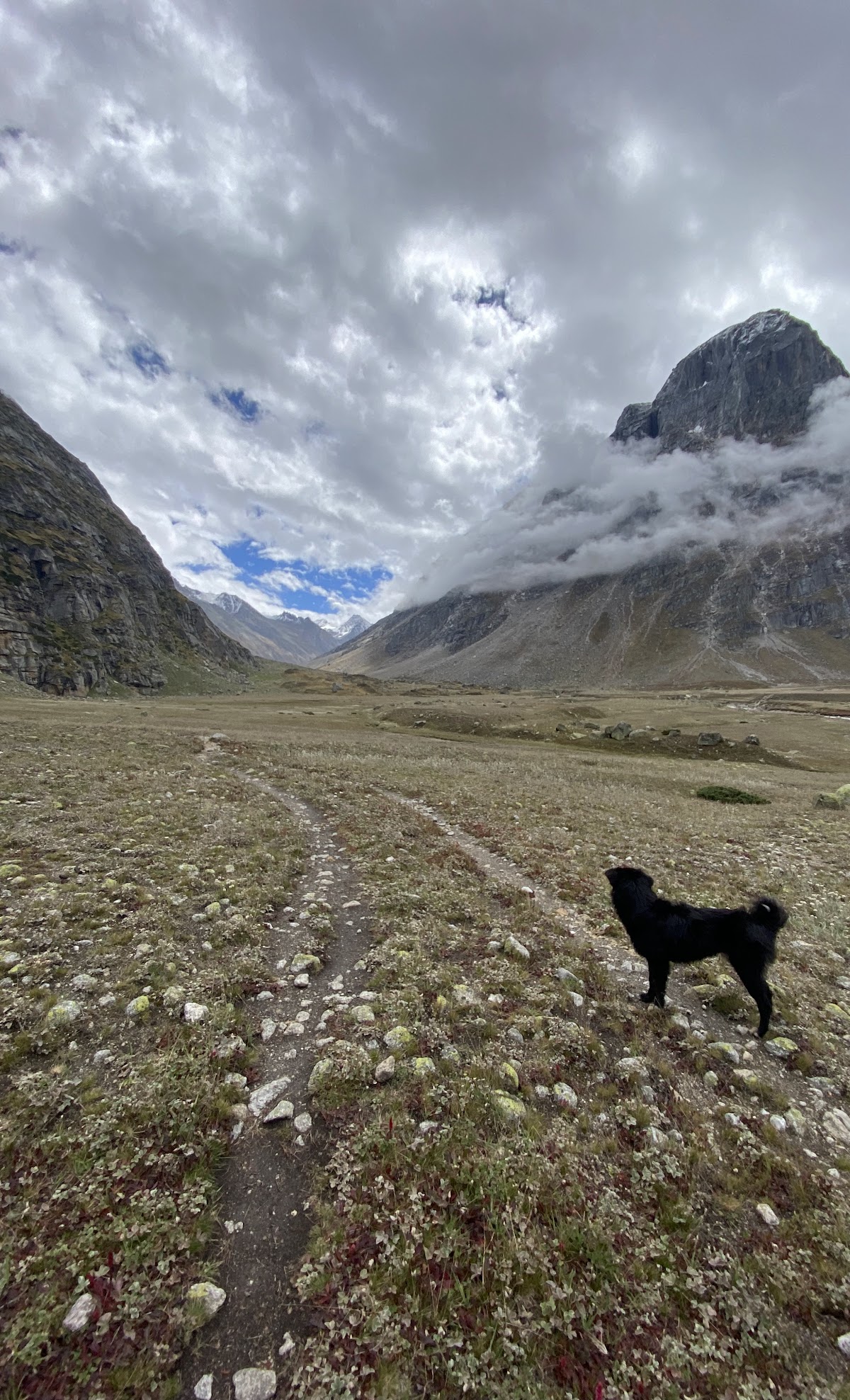 Mountain meadow at Odi Thach with a Himalayan dog standing on the trekking trail, under a cloudy sky.