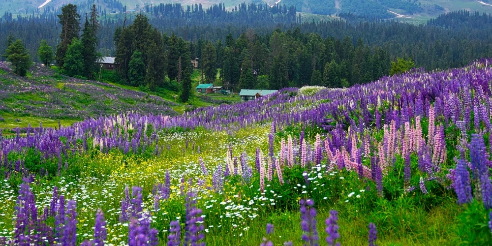 Valley of Flowers