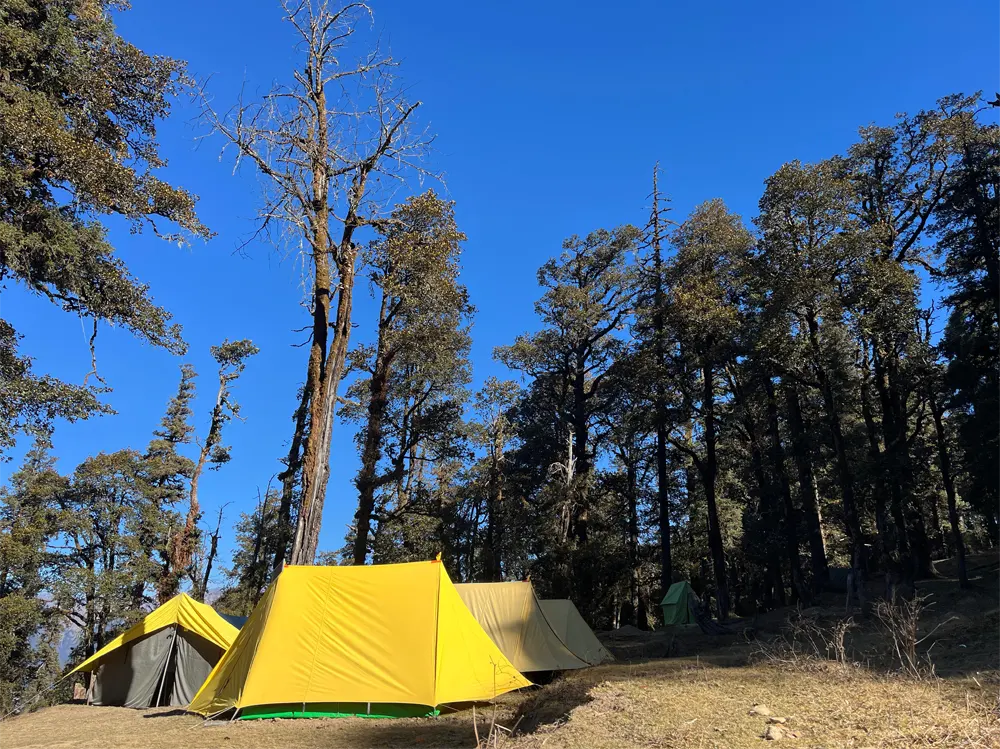 Forest campsite with yellow tents